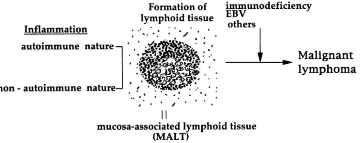 Fig. 2. Development of extranodal lymphoma from chronic inflammation of