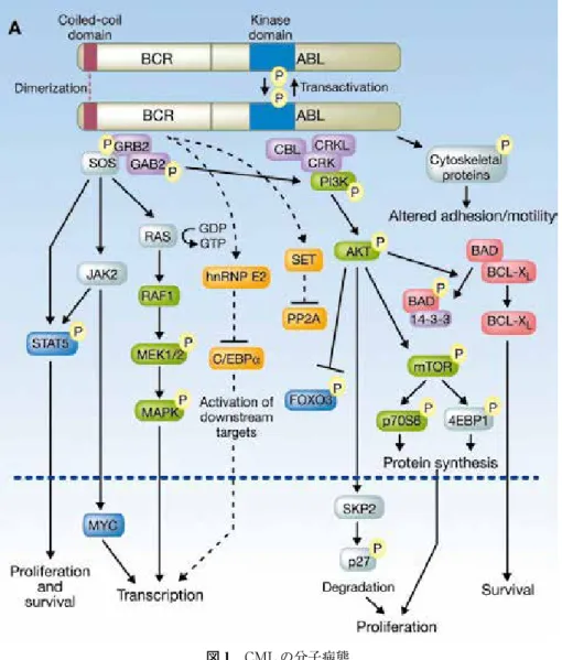 図 1　CML の分子病態