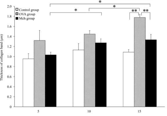 Figure 2　Expansion of the airway collagen band in the OVA group but not in the Mch group Change  in  collagen  band  thickness  in  injected/boosted（OVA  group）mice,   OVA-injected/methacholine（Mch）-challenged  mice（Mch  group）,  and  saline-injected  cont