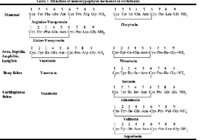 Fig. 1. Amino acid sequences of AVP 1-9 , AVP 4 -9 , and NC-1900