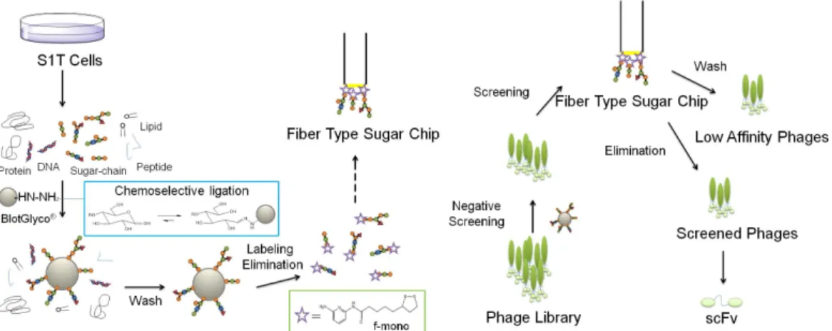 Fig. Schematic image of preparing O-SC binding scFv. 