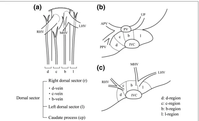 Fig. 1 Schema of the areas of the dorsal sector according to Couinaud’s report. (a) The dorsal sector consists of three parts: the right (r), left dorsal sector (l), and the caudate process (cp)