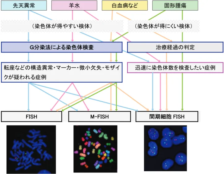 図 3 FISH 検査の適応 