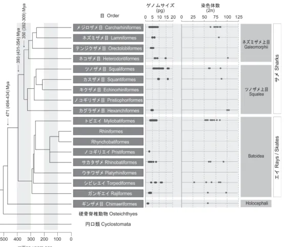 Figure  1.  Phylogenetic  relationships,  divergence  times,  and  genomic  properties  of  chondrichthyan  species