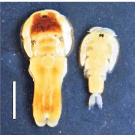 Fig.  1.  An  adult  female  (left)  and  an  adult  male  (right)  of  the  pandarid  copepod  Dinemoleus  indeprensus  from  the  magamouth  shark  stranded  on  the  beach  of  Hakata  Bay,  Kyushu,  Japan