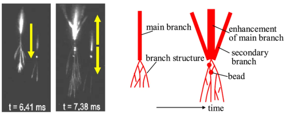 図 4: スプライトの構造形成。左図は、CCD カメラで撮られた時間発展を示す (Cummer et al., 2006)。まず、main branch が下方に発達し、ある高度で分岐した構造をもつ tendril に遷移する。次に、main branch, tendril の拡大 と second branch, bead の形成が起こる。