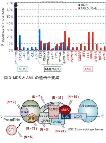 図 4. RNA スプライシング装置と MDS における遺伝子変異