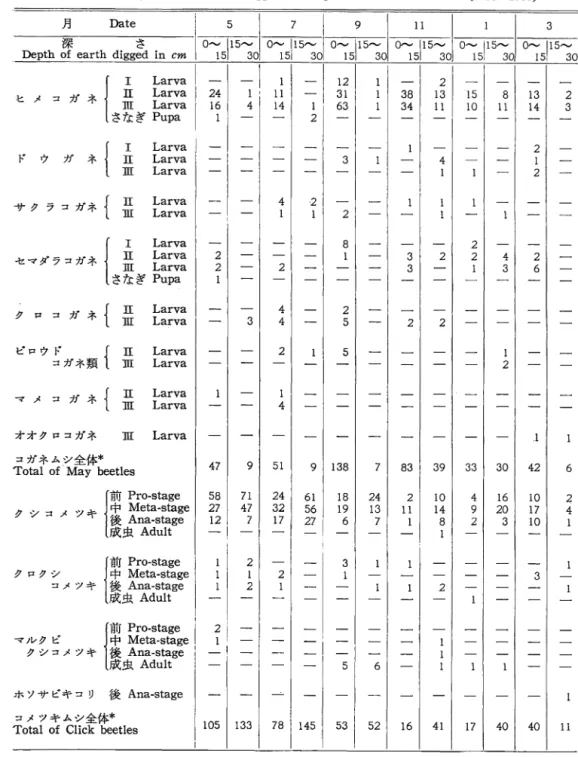Table 3 . 111 回調査地におけるコガネムシ類とコメツキムシ類の個体数 (0.5mxO.5m 40 カ所の合計〉 Number o f  May bee t 1 es and C l i c k  b e e t l e s  coUected a t  Yamada nursery 