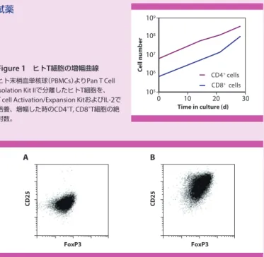 Figure  2 　ヒト Treg 細胞の増幅後の phenotype