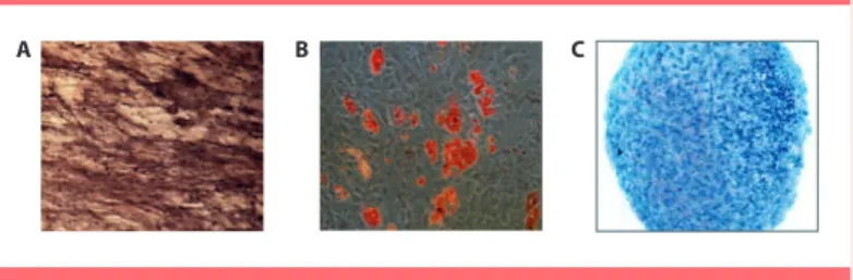 Figure  15 　 StemMACS iPS-Brew  培地によるヒト iPS 細胞の培養増殖