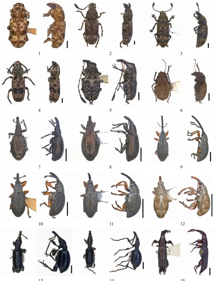 Fig.  2. Dorsal and lateral habitus of exotic weevils intercepted by the Kobe Plant Quarantine Station