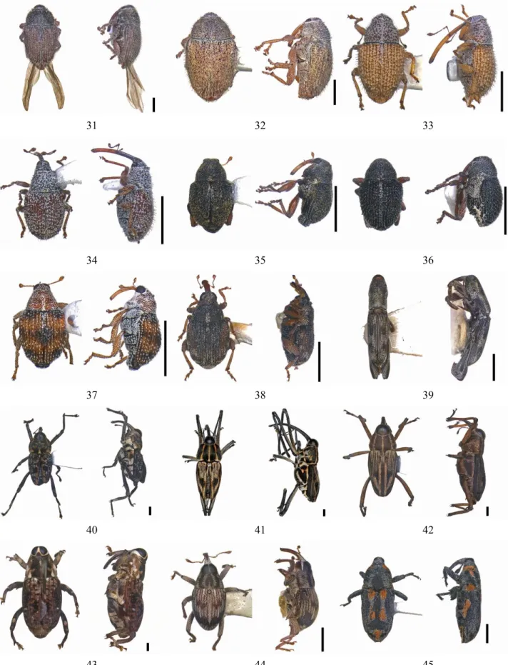 Fig.  2 (continued).  31-32. Isorhynchus sp.1  33. Isorhynchus sp.2  34. Isorhynchus sp.3  35-36