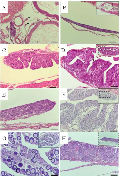 Fig. 7. Cross sections of gonad in spotted halibut  Verasper variegatus .  A,  30 days after hatching  (DAH)
