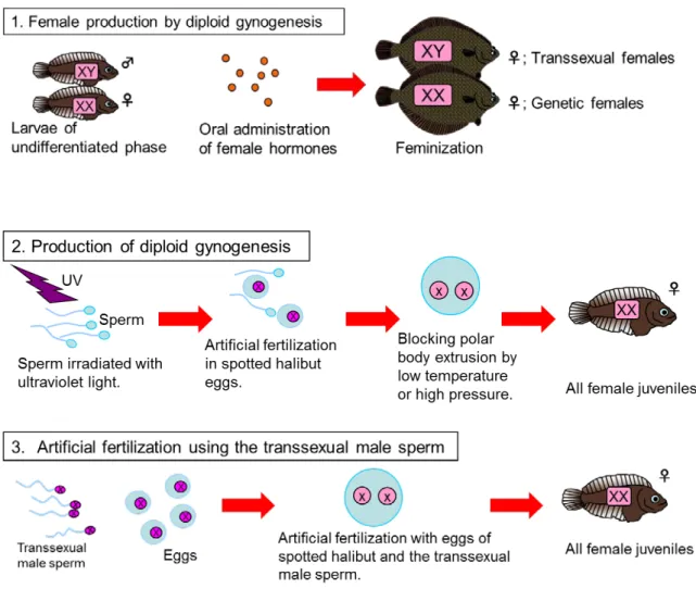 Fig. 2.  Possible techniques for all-female seedling production  in the spotted halibut Verasper variegatus