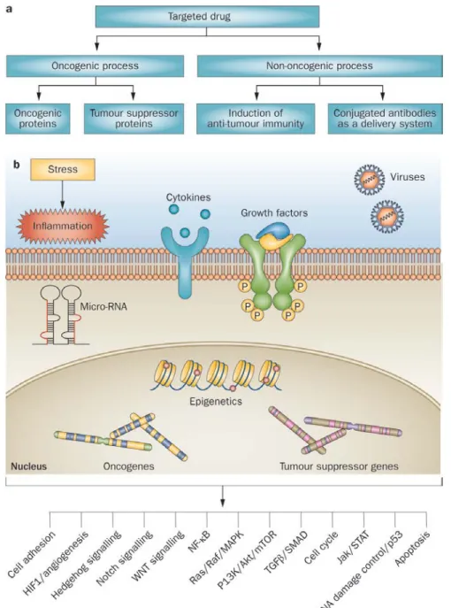 Figure 1 Targeted therapy of lymphoma 