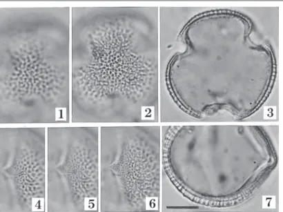 Fig. 9 Fossil pollen of cf. Gleditsia obtained from layer U (A) of the Tameike Site. — 1–3: polar view, 4–7: equatorial view