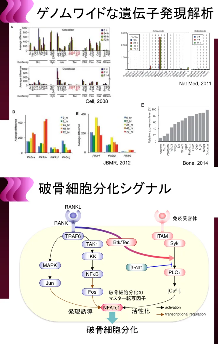 Figure 1. Osteopetrotic Phenotype of Tec !/! Btk !/! Mice