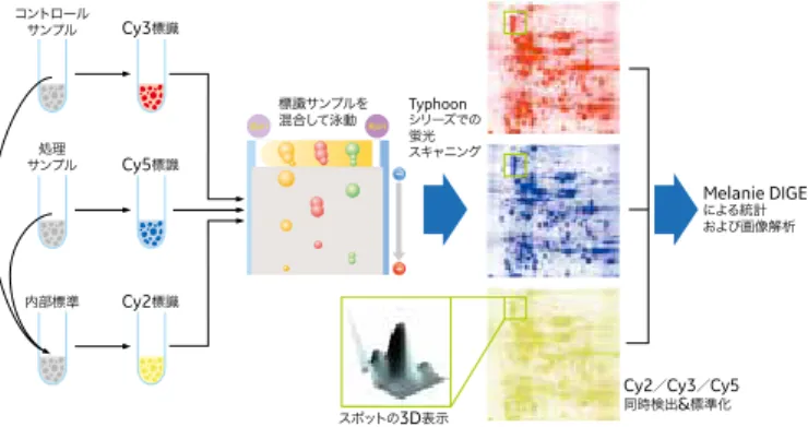図 1   Fluorescence 2D difference gel electrophoresis （ 2D-DIGE ）技術の概要 Melanie DIGEによる統計および画像解析コントロールサンプル標識サンプルを混合して泳動Typhoonシリーズでの蛍光スキャニングスポットの3D表示サンプル処理内部標準Cy3標識Cy5標識