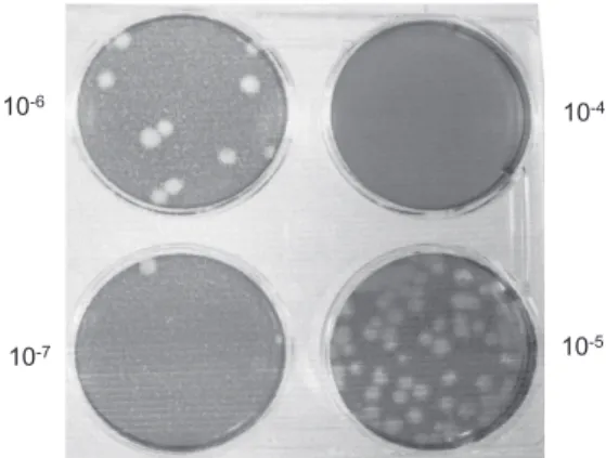 Figure . Infectivity titer of avian reovirus - strain treated with various concentration of proteolytic agents.