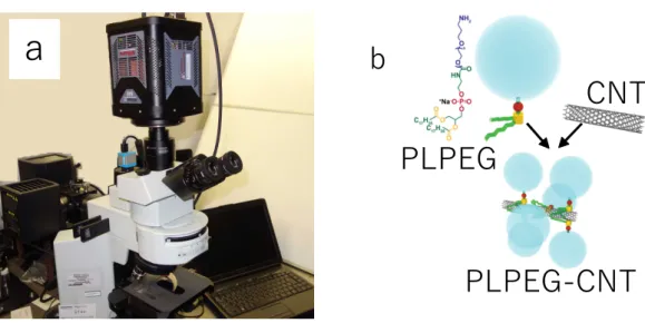 図 1  今回開発した（a）NIRF 顕微鏡と、（b）プローブに用いた PLPEG-SWCNT 