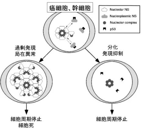 図 2  癌細胞、幹細胞における Nucleostemin の機能  Nucleostemin は一般的に増殖能の高い前駆細胞が細胞周期を脱し、ある分化 段階に進入する際に その発現が抑制される (10, 14, 15) 。 また、Nucleostemin の発 現を抑制することで幹細胞や癌細胞の増殖が著明に阻害されることがわかって いる (12, 16-21) 。これら初期の知見は Nucleostemin が幹細胞の多分化能や癌あるい は幹細胞の増殖の調節に関与している可能性を示唆しうるものであった。 