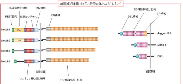 図 3.  哺乳類における Notch signaling 関連蛋白質の種類と構造  リガンドが結合すると直ちに、NECD は TACE (ADAM メタロプロテアーゼ  TNF-α変換酵素) によって TM-NICD ドメインから切り離される（S2 切断)。この NECD はリガンドに結合した状態を維持し、この複合体はシグナル送信側の細胞内で エンドサイト―シスとリサイクリング/分解を受ける。シグナル受信側の細胞内 では、 -secretase が TM から NICD を遊離する (S3 切断) が、