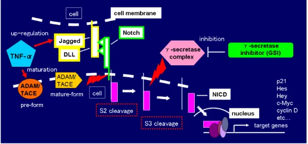 図 4.  Notch signaling 伝達経路の概要  Notch signal は、種々の疾患と関連があるため治療標的としての有用性が検 討されてきた (32, 33) 。機能欠失型の Notch 受容体及びリガンドの変異は、JAG1 過 剰発現や Notch2 変異により発症するアラジール（Allagille) 症候群や、常染 色体優性型の大脳動脈症であり、Notch3 の変異によりは生じる CADASIL などの 数々の疾患への関与が示唆されている。さらに、NICD の核内への蓄積に結び付 くよ