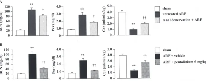 Figure 3. Effect of renal denervation (A) or pentolinium treatment (B) on blood urea nitrogen (BUN),  plasma creatinine concentration (Pcr) and creatinine clearance (Ccr) at 1 day after reperfusion