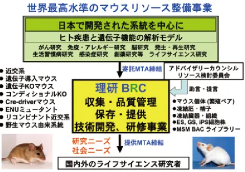 図 1　世界最高水準のマウスリソース整備事業