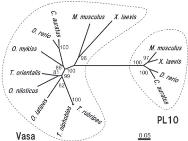 Fig. 2.　Phylogenic tree of the deduced amino acid sequences of Vasa and PL10 constructed using the neighbor‒joining  method based on p‒distance of MEGA 6 software