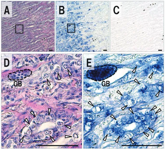 Fig. 4.　Expression profile of vasa in testis of Takifugu rubripes. Sequence sections stained with HE（A, D）and  hybridized with an antisense（B, E）and sense（C）vasa probe