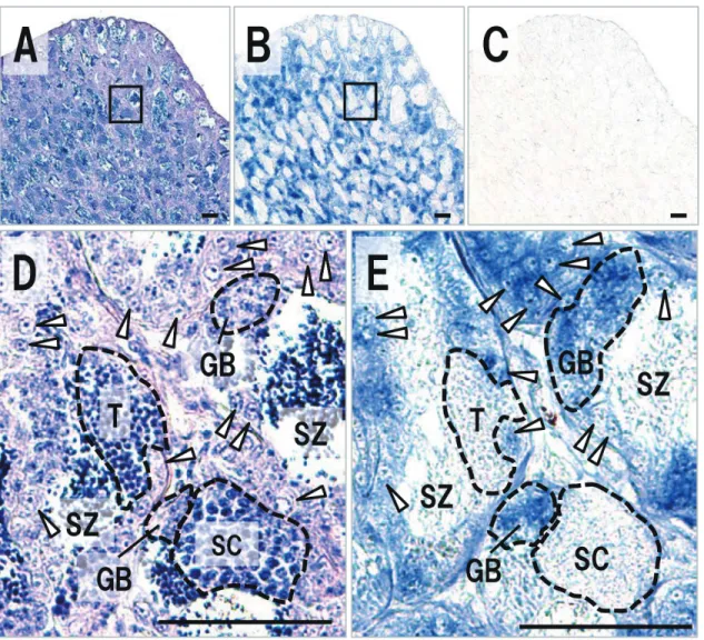 Fig. 5.　Expression profile of vasa in testis of Takifugu niphobles. Sequence sections stained with HE（A, D）and  hybridized with an antisense（B, E）and sense（C）vasa probe