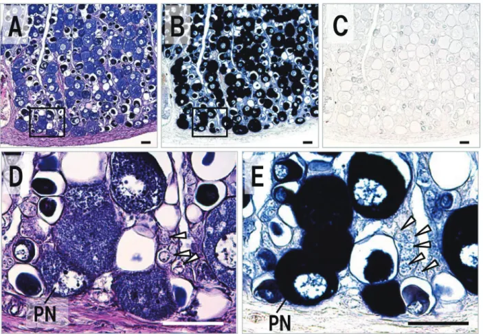 Fig. 6.　Expression profile of vasa in ovary of Takifugu rubripes. Sequence sections stained with HE（A, D）and  hybridized with an antisense（B, E）and sense（C）vasa probe