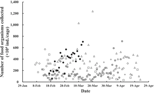 Fig. 4.  Daily changes of number of food organisms collected from the sea net-cage. +, 2000 (Morioka 2002); 