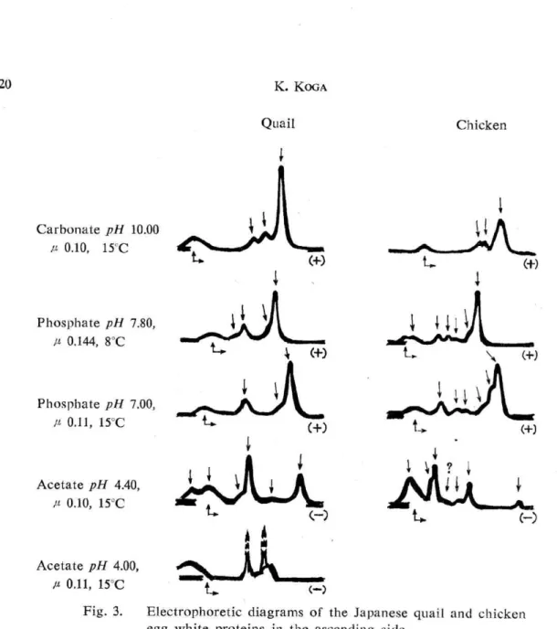 Fig.  3. Electrophoretic  diagrams  egg  white  proteins  in  the  These  diagrams  show  the