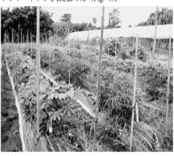 Fig.  1  View  of  the  cassava  field  in  this  study  with  using  flower          net