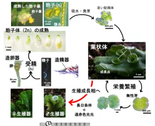 図 1.  ゼニゴケの生活史 