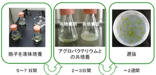 図 4.  アグロバクテリウムを介するゼニゴケ形質転換 