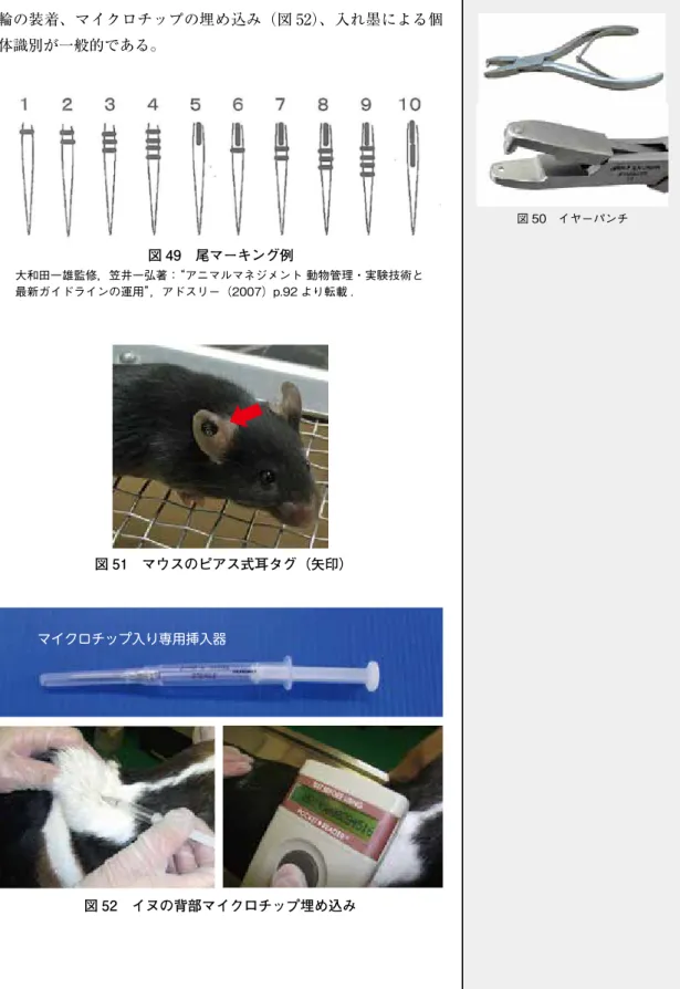 図 51　マウスのピアス式耳タグ（矢印）図 49　尾マーキング例 大和田一雄監修，笠井一弘著：“アニマルマネジメント 動物管理・実験技術と最新ガイドラインの運用”，アドスリー（2007）p.92 より転載 