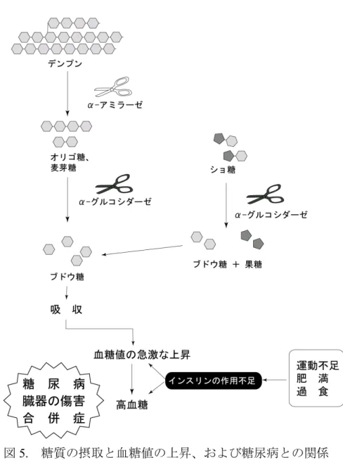 図 5.  糖質の摂取と血糖値の上昇、および糖尿病との関係 