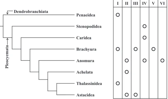Fig. 2.　 Phylogenic trees of decapods modified from Crandall et al. 4)  (fig. 2) and hemocyte classification group (I-VI) of  polyhemocytic decapods modiﬁed from Kondo et al