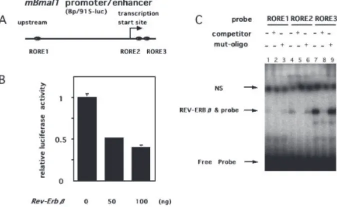Fig. 1. REV-ERBβによる Bmal1 のプロモーターの制御． A) mBmal1 のプロモーター / エンハンサー領域の構造 .   mBmal1 の プ ロ モ ー タ ー / エ ン ハ ン サ ー 領 域 に は