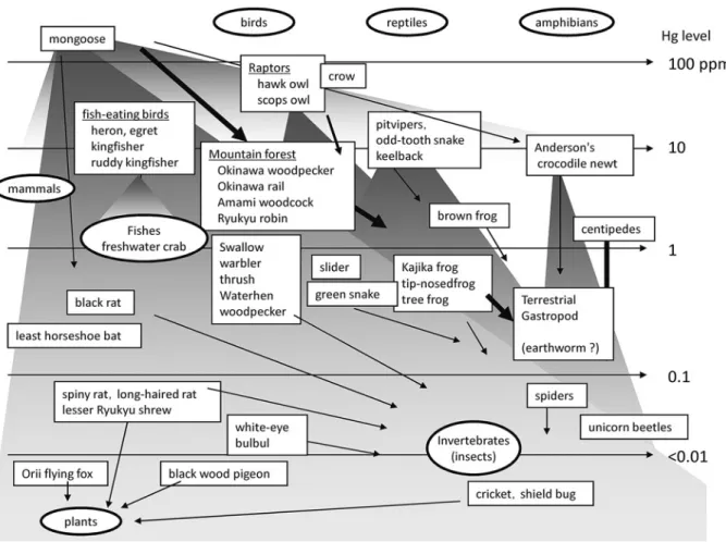 Fig. 1 Schematic model of Hg dynamics (biomagnification) in the ecosystem of Yam- Yam-baru area, Okinawa, Japan