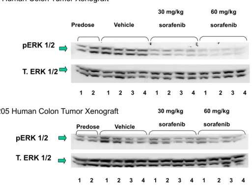 図 2.6.2-6  ヒト腫瘍細胞株を用いた異種移植モデルにおける腫瘍組織中の ERK リン酸化  に対するソラフェニブ 5 日間投与の効果  抗 pERK 抗体と抗 ERK 抗体を用いたウエスタンブロット分析で，HT-29 ヒト結腸癌組織片では RAF/MEK/ERK 経路の活性化が阻害されたのに対し，Colo-205 ヒト結腸癌組織片では阻害されな かった。  前述したように，ソラフェニブは HT-29 及び Colo-205 結腸癌モデルのいずれに対しても増殖抑 制作用を示したが，この結果から，Col