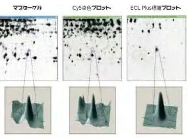 図 7-9.  キトサン処理から 10 分後のコントロール／サンプルの ECL Plus ウ ェスタンブロットの検出キトサン処理 タンパク質の同定例：a. Glutamine synthetase 、cytosolic isozymeb
