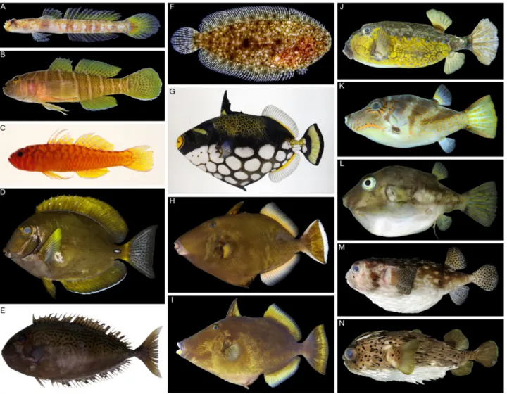 Fig. 8. Fishes of the Uji Islands – 6. A, Hetereleotris exilis, KAUM–I. 71609, 35.1 mm SL; B, Priolepis cincta, KAUM–