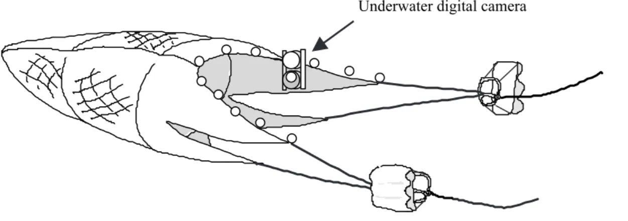 Fig. 7.  Position of underwater digital camera and housing on a trawl net.