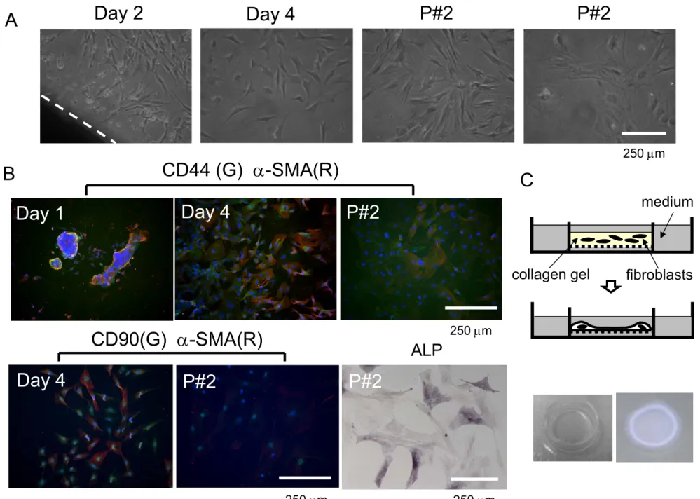 Fig. 1  Suyama et al. 