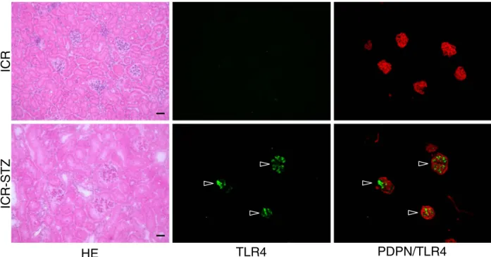 Fig. 3. Immunostaining for TLR4 and podoplanin in the ICR and ICR-STZ mouse kidneys. The immunostained sections were re-stained by HE staining