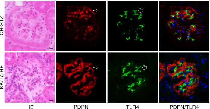Fig. 6. Laser-scanning confocal microscopy of immunostaining for PECAM-1 and TLR4 on the glomeruli of the ICR-STZ and KK/Ta mouse kidneys